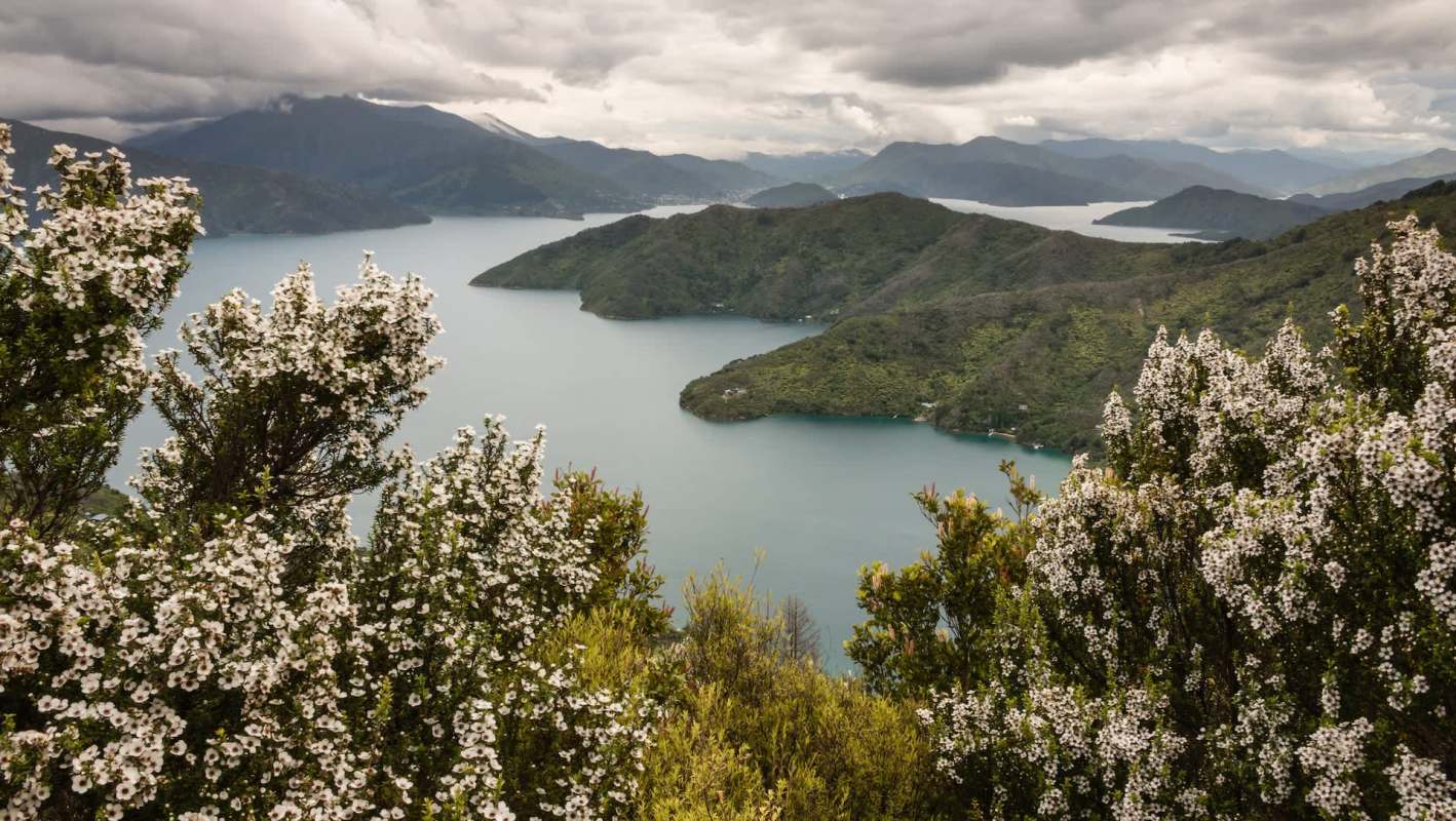The invasive yellow-legged hornet could threaten pollinators in New Zealand, with consequences that could reverberate through the country's honey industry and food chain.