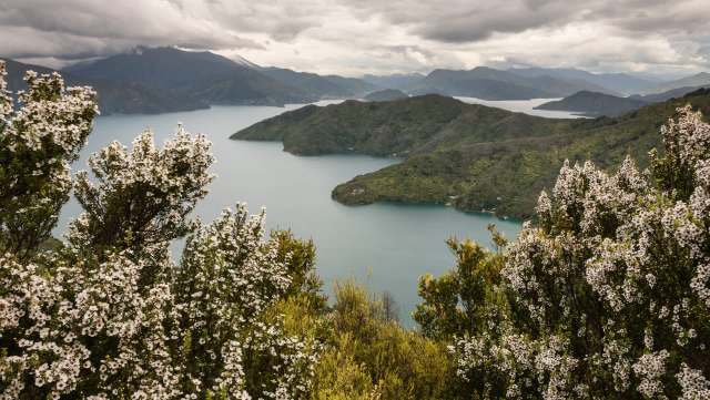 The invasive yellow-legged hornet could threaten pollinators in New Zealand, with consequences that could reverberate through the country's honey industry and food chain.