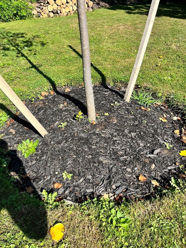 One concerned homeowner turned to Reddit to ask arborists if their newly planted tulip tree was planted too deep.