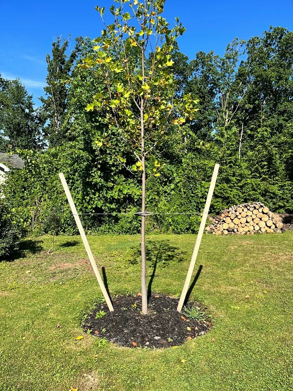One concerned homeowner turned to Reddit to ask arborists if their newly planted tulip tree was planted too deep.