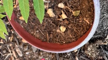 One North Texas gardener learned that not every pretty plant belongs in their backyard when they accidentally bought an invasive wisteria.