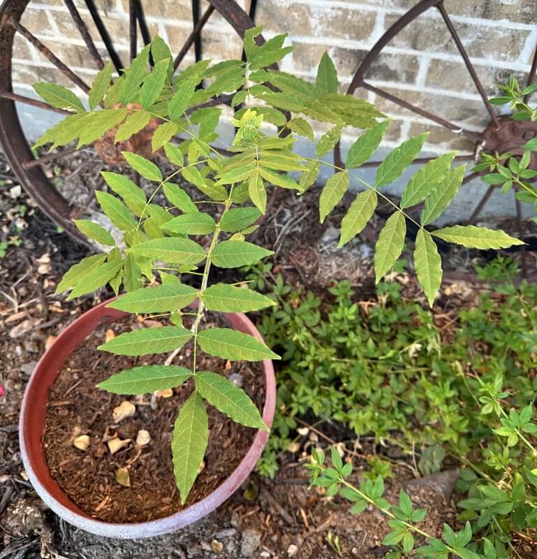 One North Texas gardener learned that not every pretty plant belongs in their backyard when they accidentally bought an invasive wisteria.
