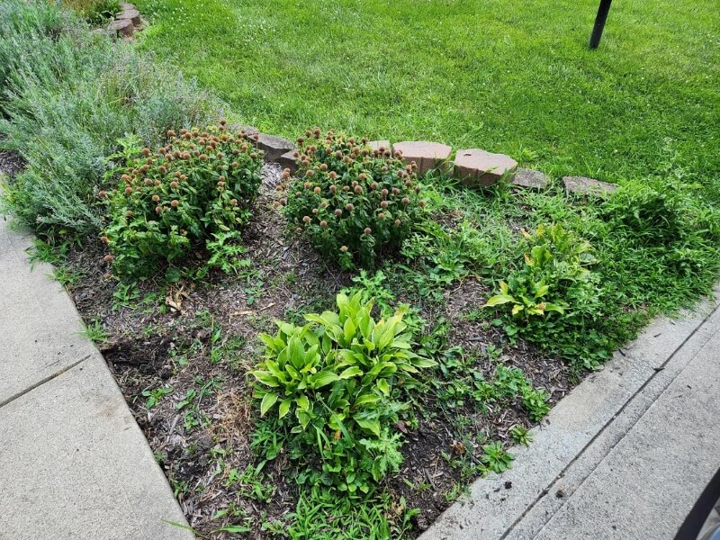 One Redditor reached out to the landscaping community for help controlling weeds — the advice they got was invaluable.