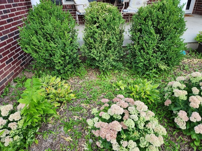 One Redditor reached out to the landscaping community for help controlling weeds — the advice they got was invaluable.