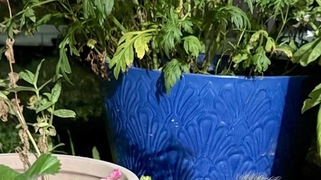 One gardener discovered a friendly opossum, a strawberry thief, and couldn't bear to get rid of their frequent visitor.