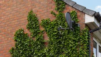 After learning about an elderly lady's misfortune with invasive vines, a heroic ivy cleaning crew stepped in to help.