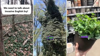 English ivy is a popular plant, but this arborist is speaking out against its destructive, invasive nature.