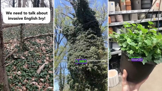 English ivy is a popular plant, but this arborist is speaking out against its destructive, invasive nature.