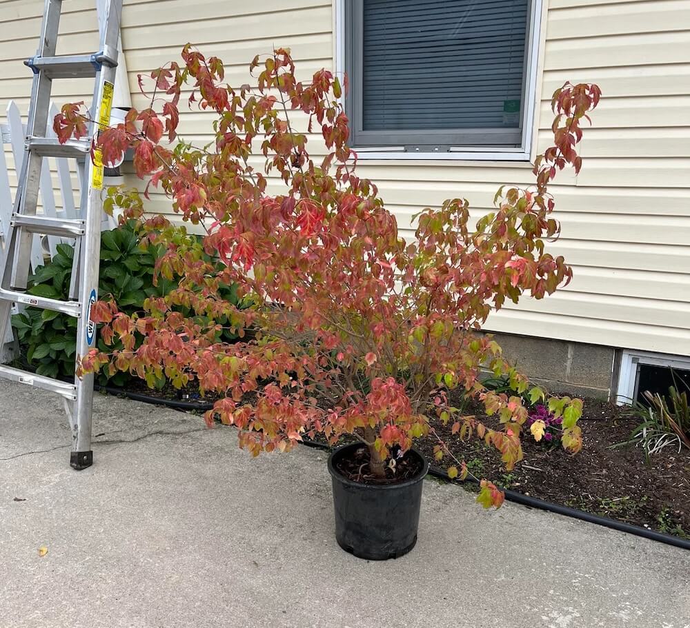 Invasive species are harmful because they disrupt local ecosystems. Redditors weighed in on a Northeastern homeowner's guilt over an Amur Maple.