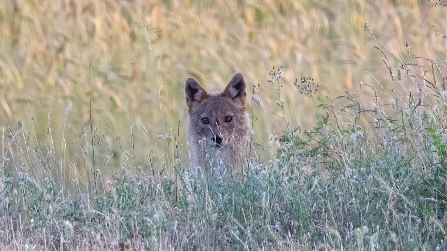 A jackal attacked several playgoers in India. Unfortunately, wildlife attacks are becoming more common as urbanization and deforestation push animals from their homes.