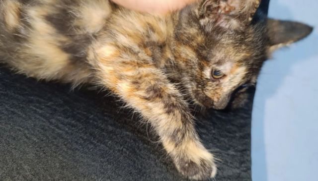 One cat owner shared a terrifying story of their kitten's being attacked by a python in the middle of the night.