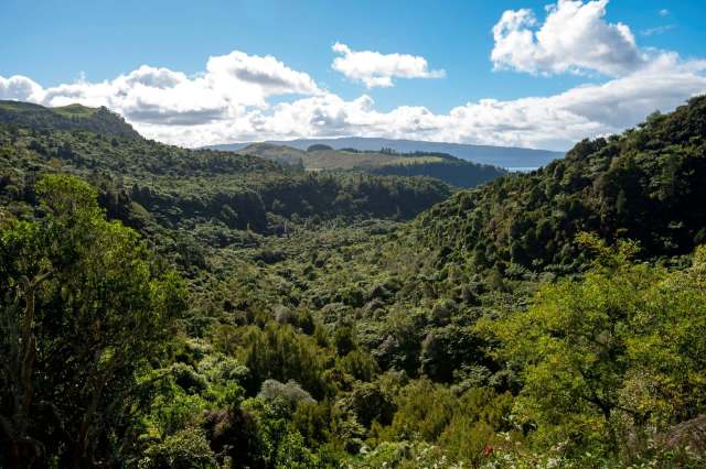 Conservationists were thrilled to discover their kiwi repopulation efforts were bearing fruit on a remote island off the coast of Auckland, New Zealand.