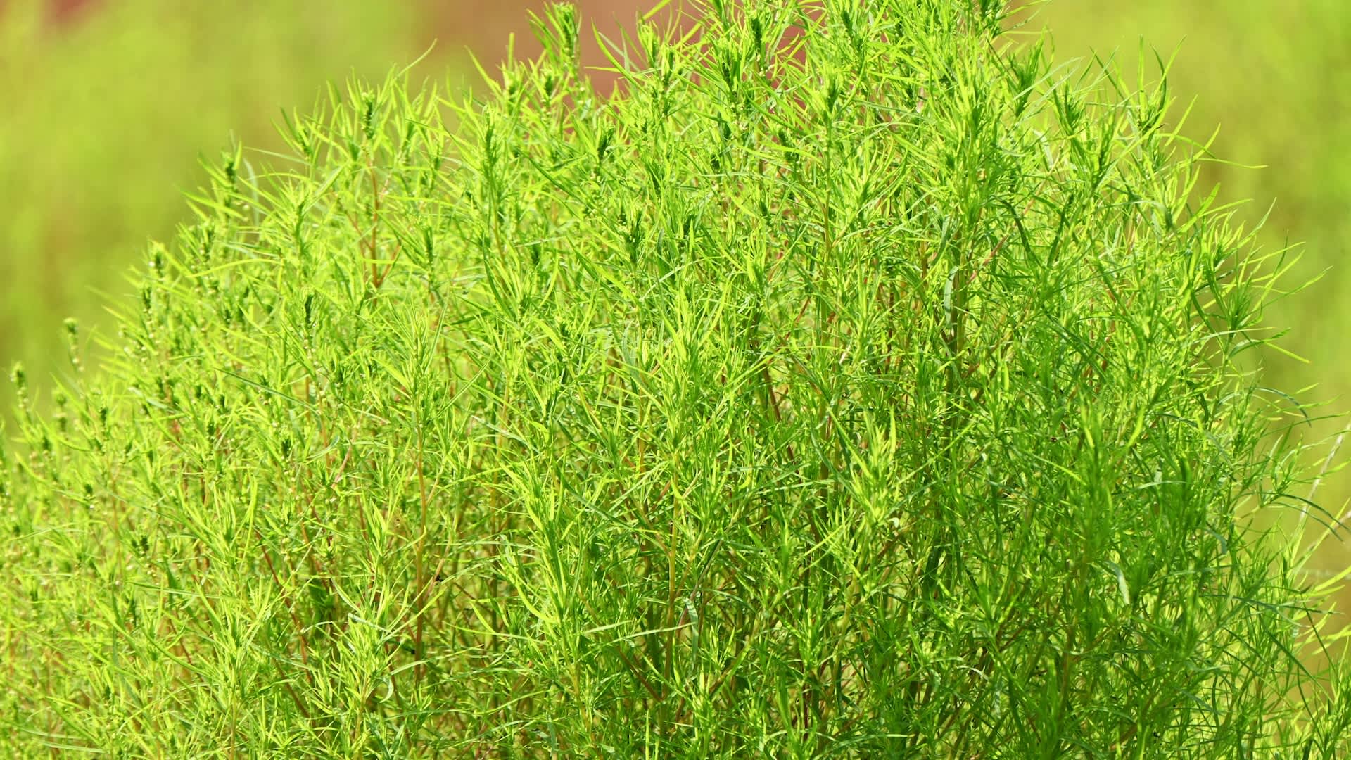 Farmers issue warning over looming threat to food production: 'A concern long-term'