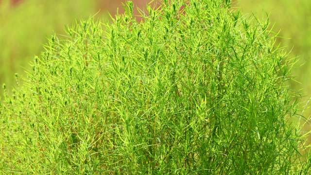 Kochia is a highly destructive and herbicide-resistant weed that's spreading further and further north in Canada.