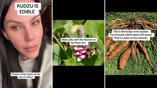 One innovative gardener shared how to get rid of annoying invasives — by adding them to the menu, since kudzu is edible.