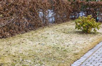 One Reddit user shared a photo of a suspicious twiggy plant, asking, "Invasive plant?"