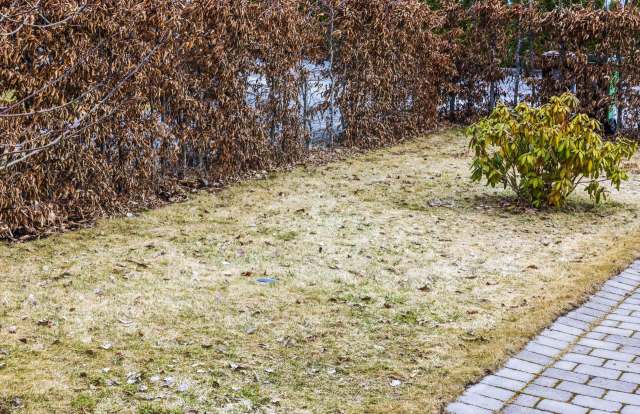 One Reddit user shared a photo of a suspicious twiggy plant, asking, "Invasive plant?"