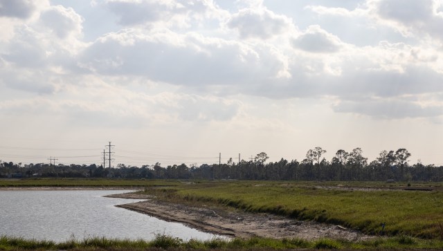 A landowner in North Port, Florida, has been fined more than $150,000 after the police found widespread illegal land clearing that damaged a protected gopher tortoise habitat.