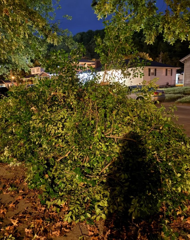 A homeowner was stunned to come home and find that a beloved holly tree in their yard had been cut down, possibly by their neighbor's landlord.