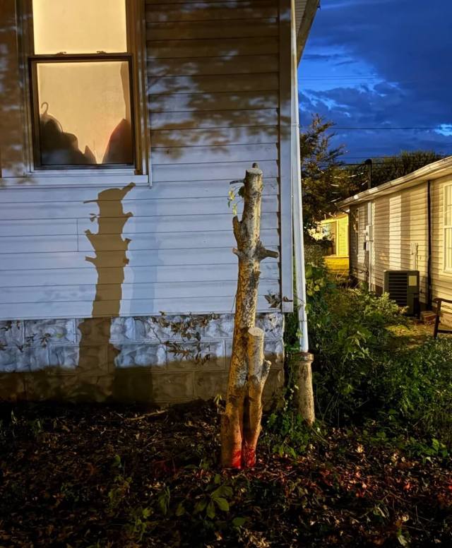 A homeowner was stunned to come home and find that a beloved holly tree in their yard had been cut down, possibly by their neighbor's landlord.