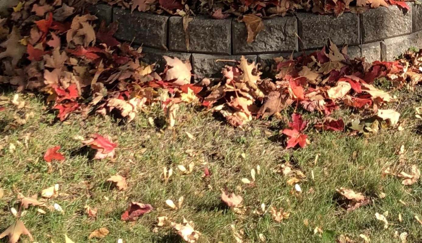 One Redditor shared a bizarre picture of their neighbor's tree with leaves piled around the base of its trunk — and other users couldn't figure out why.
