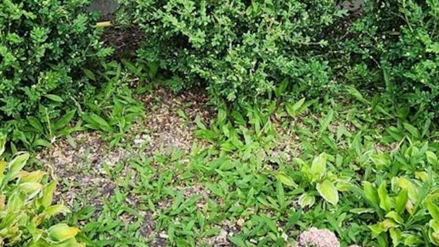 One Redditor reached out to the landscaping community for help controlling weeds — the advice they got was invaluable.