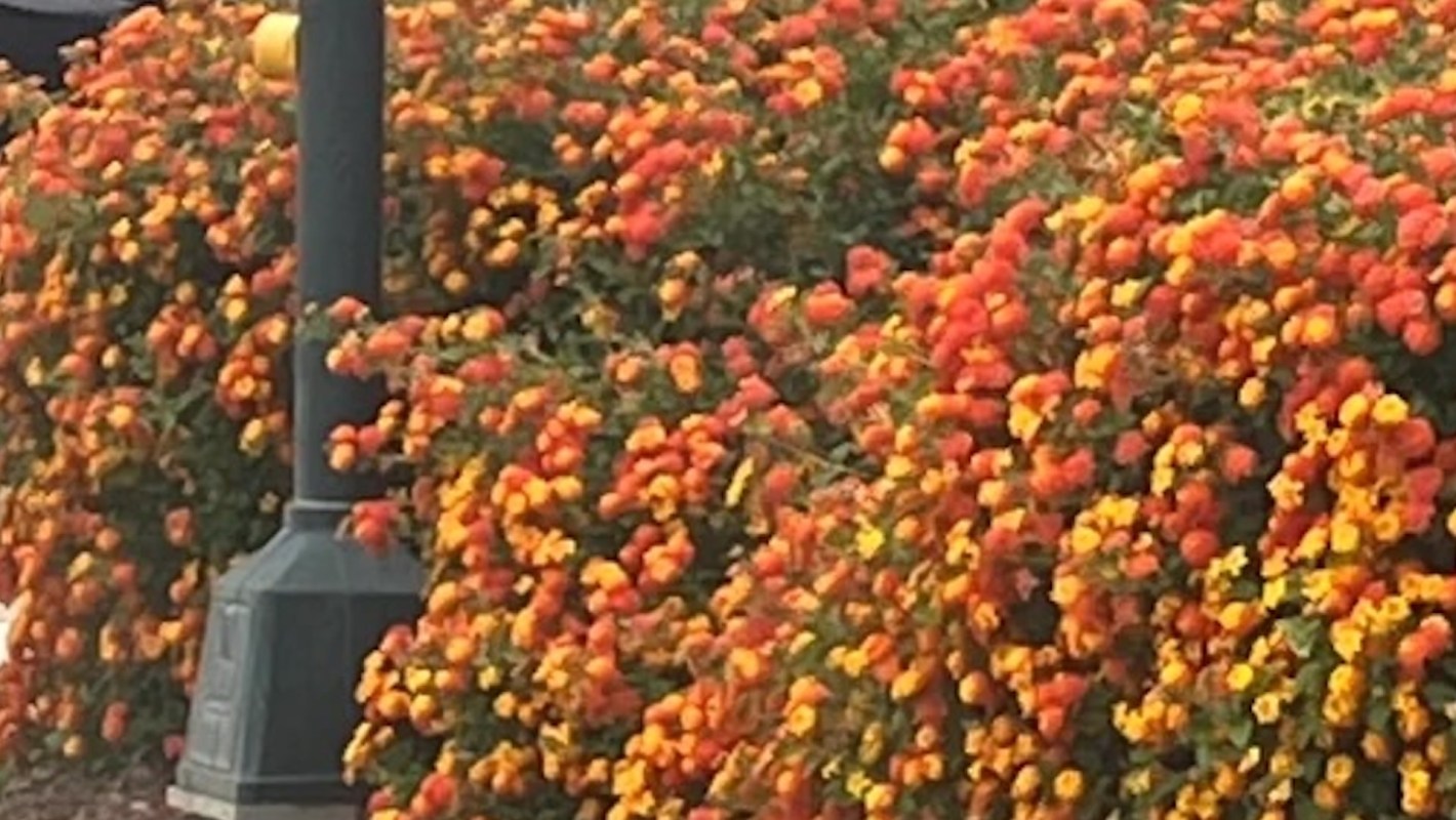 Some Redditors recently sought help identifying a beautiful (but invasive) lantana bush they'd spotted on the side of the road.