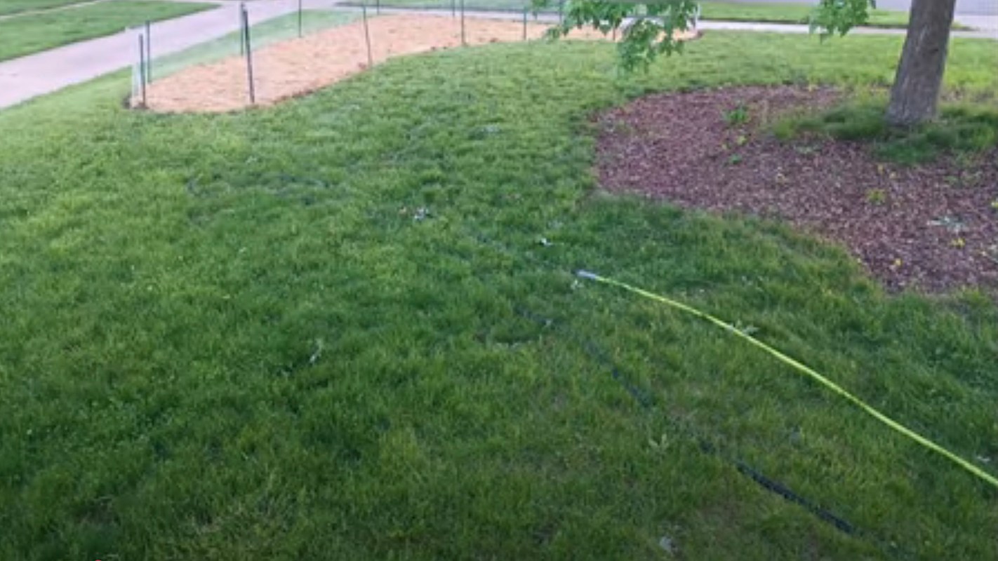One Redditor revealed how they transformed their boring grass lawn into a thriving native prairie — and you can do it, too.