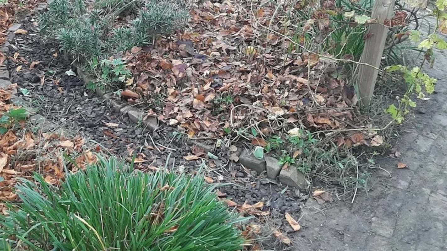 One gardener shared a very simple but incredibly effective way to suppress weeds with absolutely zero expense and little effort.