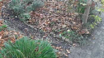 One gardener shared a very simple but incredibly effective way to suppress weeds with absolutely zero expense and little effort.