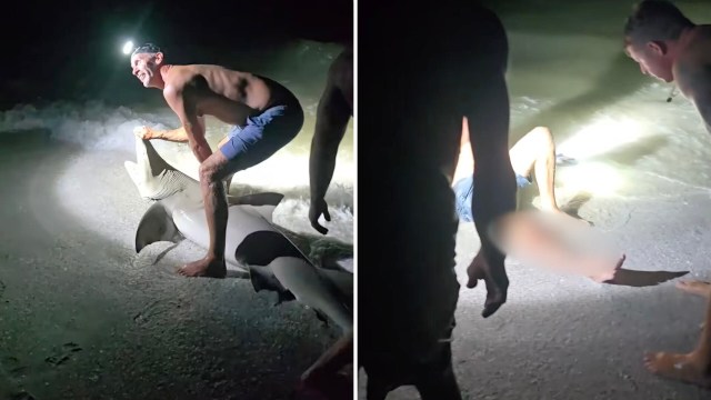 One Florida lemon shark found itself in a situation where it was out of the water, with two men posing with it for a photo.