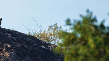 The Indochinese leopard is at risk of extinction. There are only 77 to 766 leopards left in the wild.