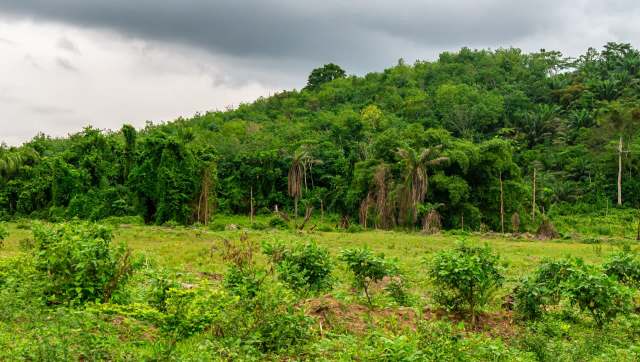 The leopard species has been officially reclassified as endangered in the West African region, following a population decline of 50%.