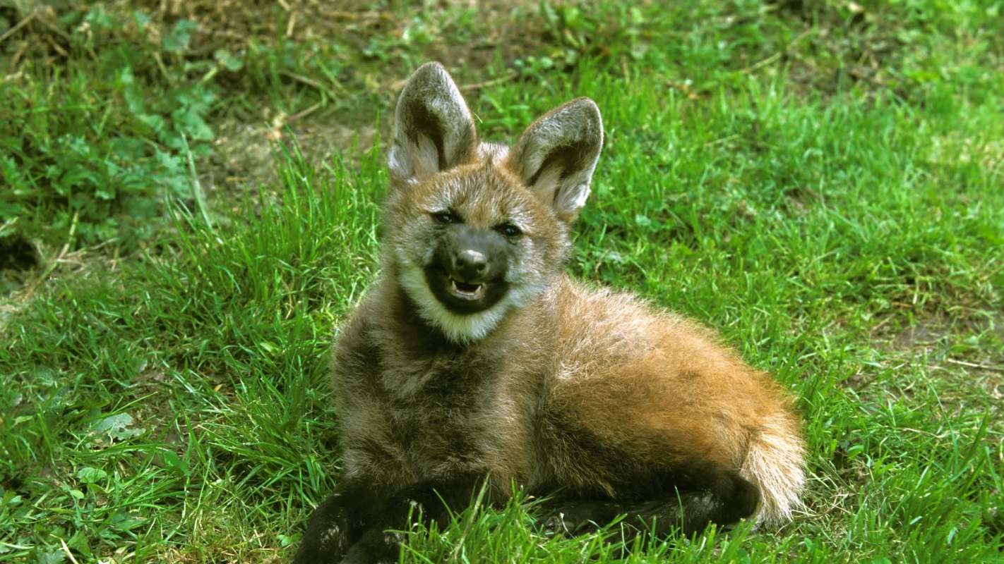 Two maned wolf cubs are getting a second chance at life thanks to the Rewilding Argentina Foundation's efforts.
