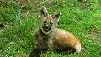 Two maned wolf cubs are getting a second chance at life thanks to the Rewilding Argentina Foundation's efforts.