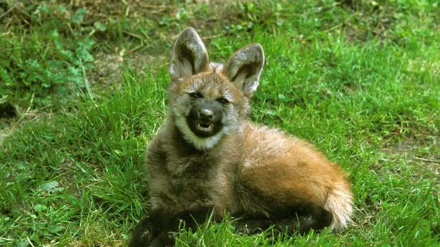 Two maned wolf cubs are getting a second chance at life thanks to the Rewilding Argentina Foundation's efforts.