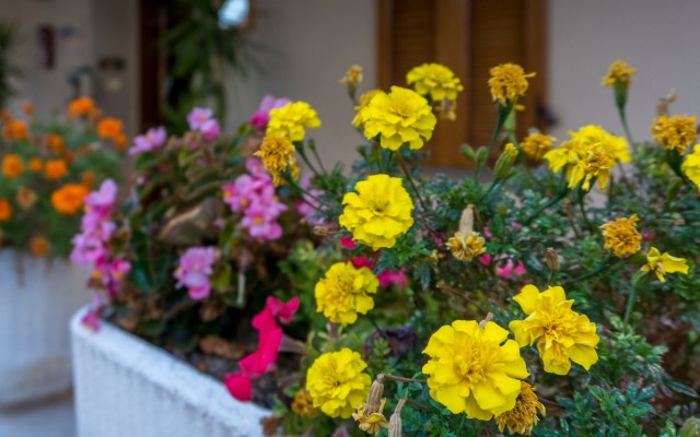 One homeowner shared their upsetting experience of being fined $75 by their HOA for planting unapproved flowers.