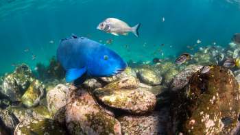 Marine life is migrating to cooler waters to escape the heat, posing a threat to vulnerable ecosystems.