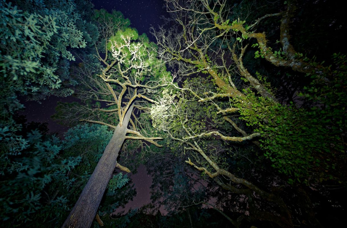 Conservation efforts have led to the astounding recovery of the once-endangered lesser long-nosed bat.