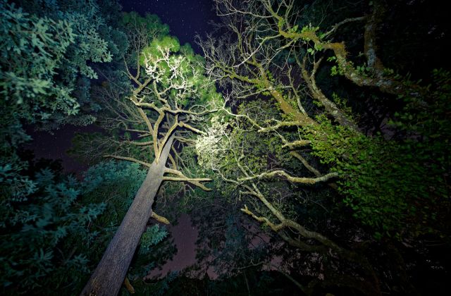 Conservation efforts have led to the astounding recovery of the once-endangered lesser long-nosed bat.