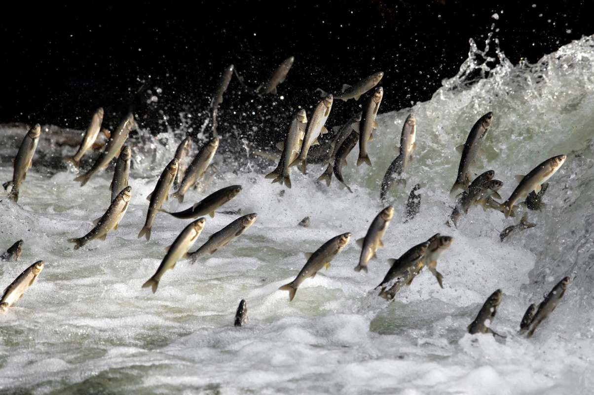 Scientists studied the presence of microplastics in fish along Goa's coast, revealing disturbing results.