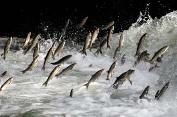 Scientists studied the presence of microplastics in fish along Goa's coast, revealing disturbing results.
