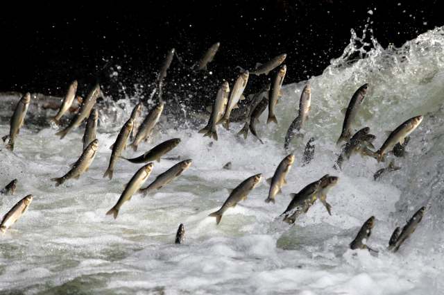 Scientists studied the presence of microplastics in fish along Goa's coast, revealing disturbing results.