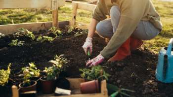 One TikTok user shared a clever hack for starting your garden early by making milk jug greenhouses.