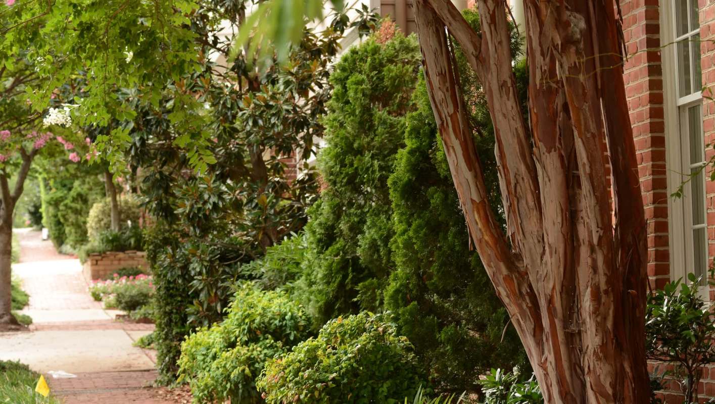 Milkweed is toxic to cats and dogs, but it's also toxic to one particular invasive species.