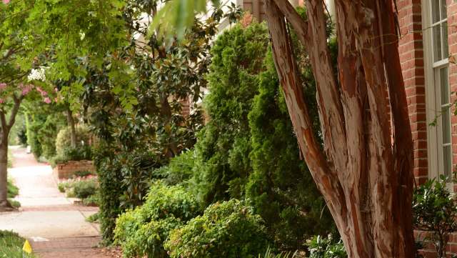 Milkweed is toxic to cats and dogs, but it's also toxic to one particular invasive species.