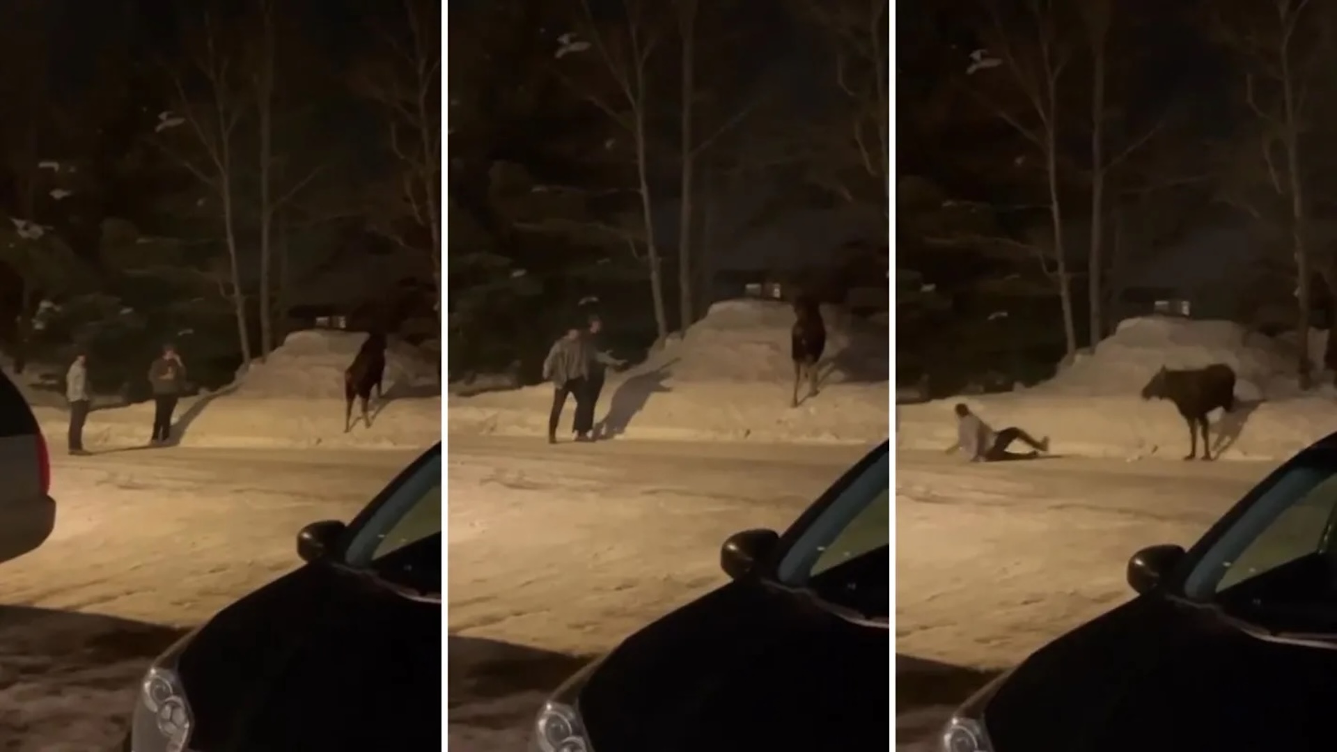 Bystander captures instant karma moment after two men taunt wild moose in Montana: 'In my state that is 100% illegal'