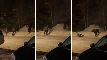 A viral YouTube clip from Montana has viewers shaking their heads (and, let's face it, internally cheering a little) after two men learned not to mess with a moose.