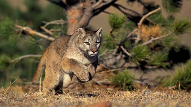 An Australian shepherd survived after a mountain lion clamped its jaws around its head on a Wyoming property.