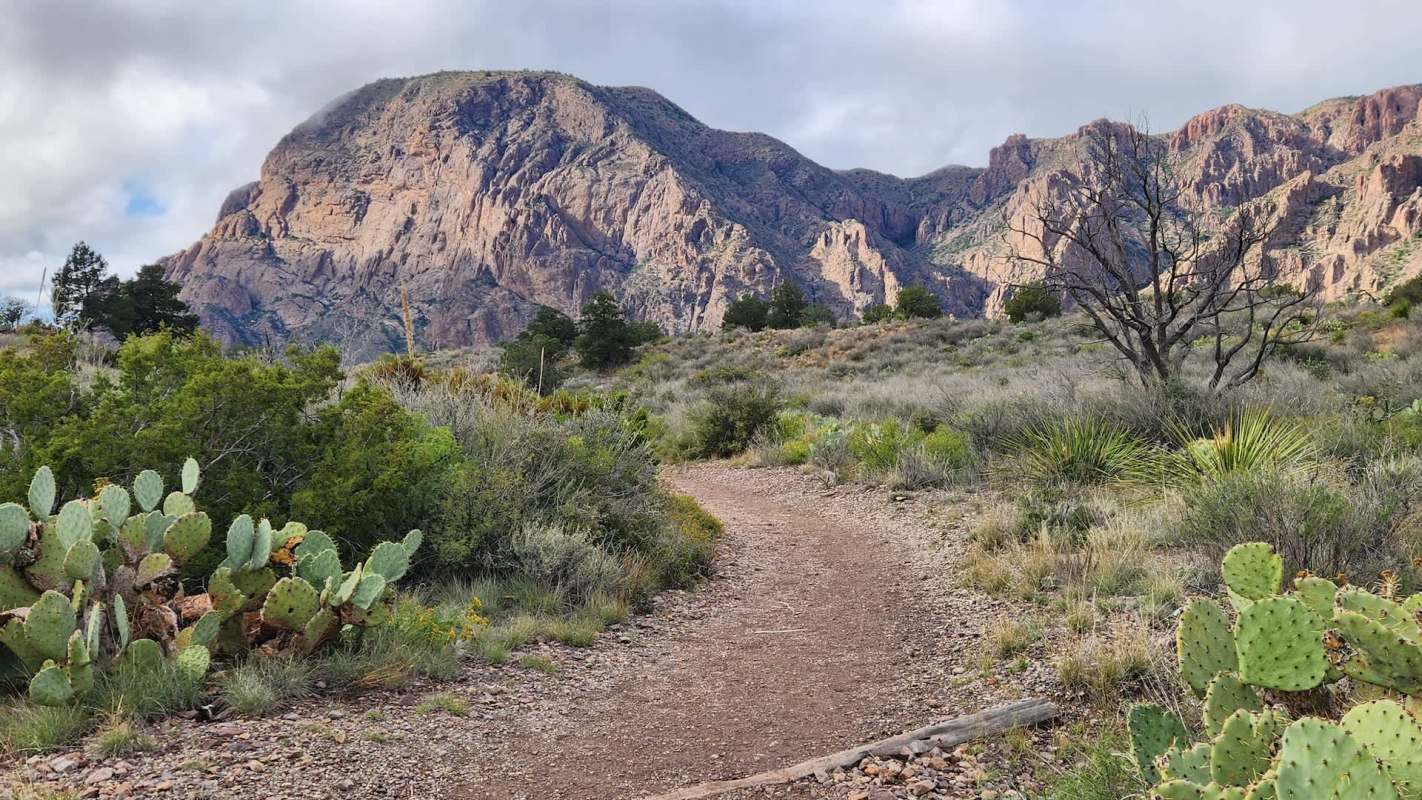 Hikers share a mesmerizing chance encounter with a mountain lion in Texas, offering a vital reminder to remain alert in nature.